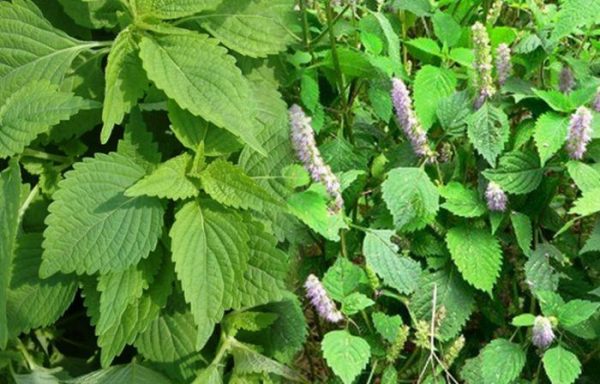 bài thuốc trị bệnh từ kinh giới