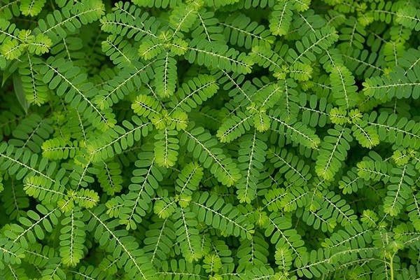 bài thuốc từ diệp hạ châu