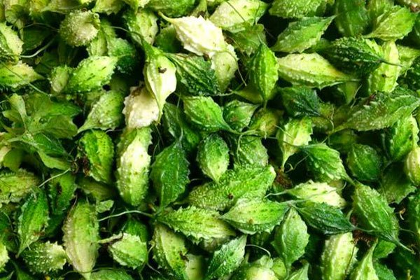 bài thuốc từ khổ qua rừng