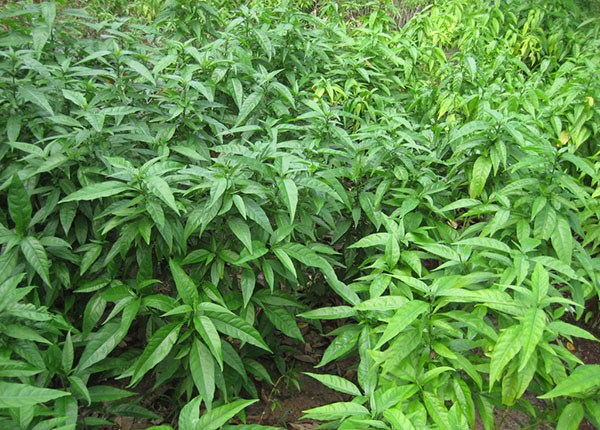 bài thuốc với cây bìm bịp