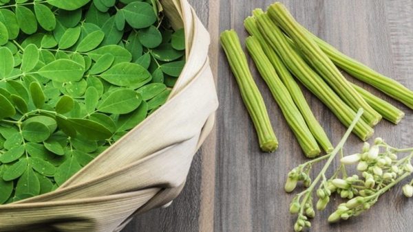 cách dùng cây chùm ngây