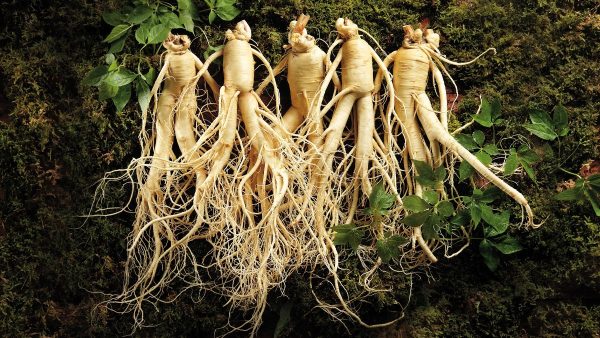 cách dùng nhân sâm