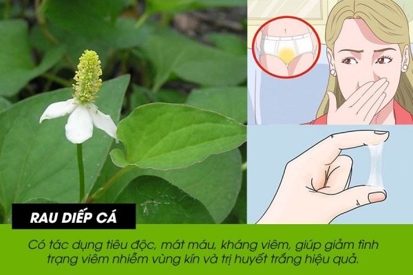 Cách chữa khí hư có mùi hôi bằng diếp cá