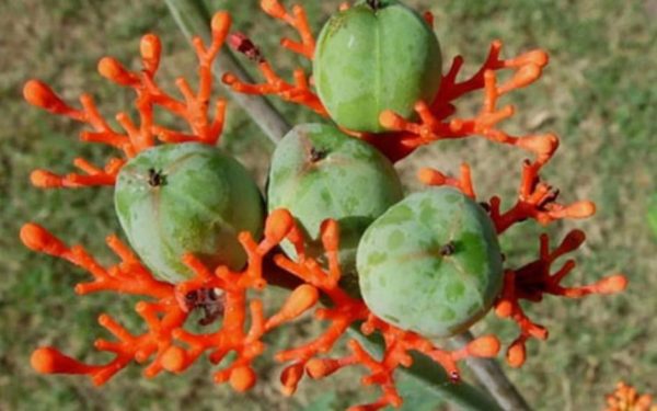 cách trồng cây ngô đồng