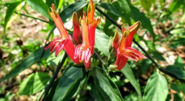 cây bìm bịp chữa bệnh gì