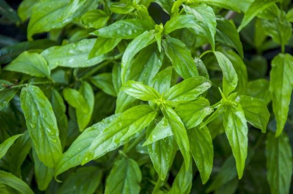 cây bìm bịp là cây gì