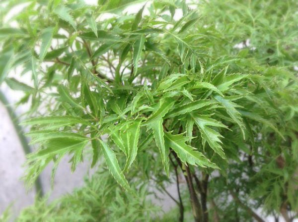 [Không nên bỏ qua] 20+  thông tin về cây đinh lăng