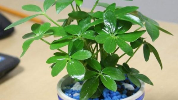 cây ngũ giã bì trong phong thủy