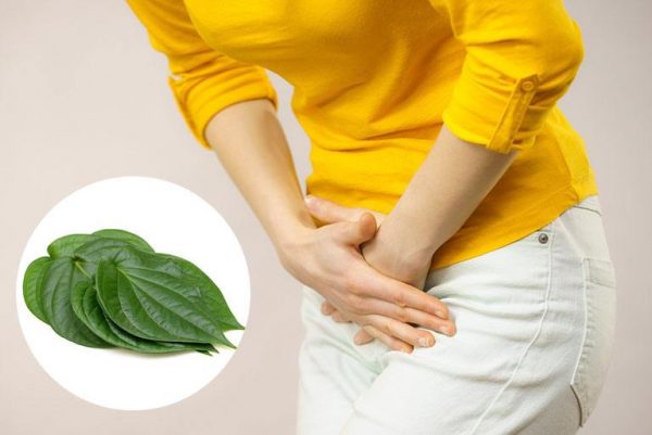 Chữa khí hư có mùi hôi bằng lá trầu không
