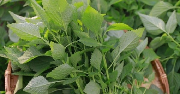 công dụng của kinh giới