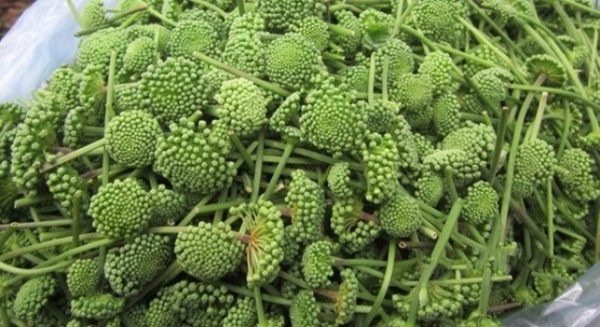 đặc điểm hoa tam thất