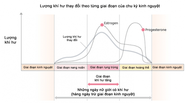 Các giai đoạn trong một vòng kinh nguyệt