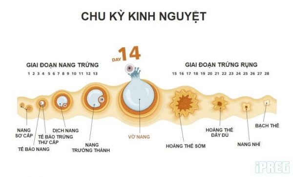 Các giai đoạn của chu kỳ kinh nguyệt
