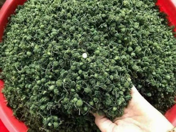 hoa tam thất có tác dụng gì