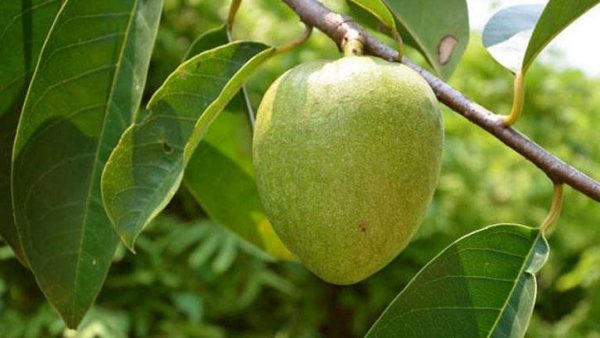 mô tả dược liệu bình bát