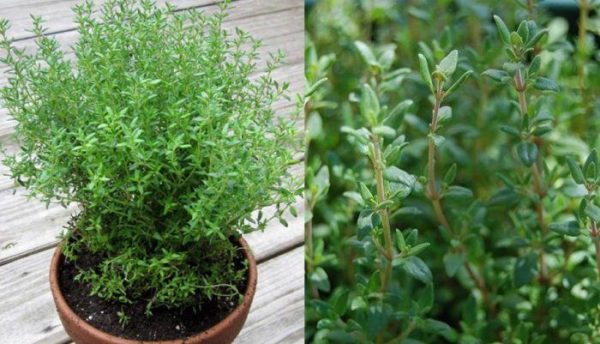 mô tả dược liệu xạ hương