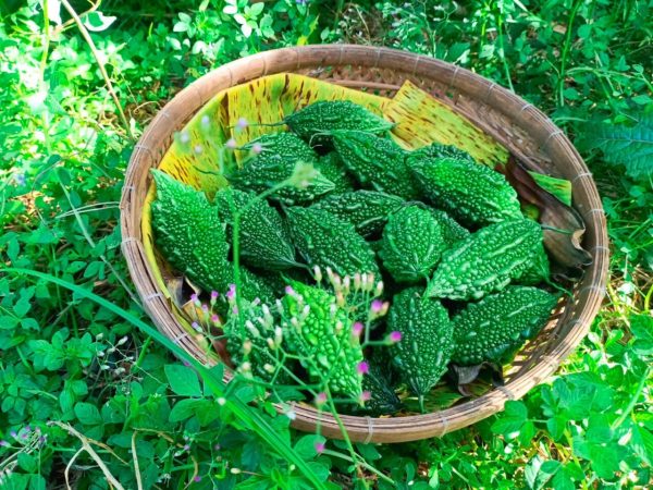 mô tả khổ qua rừng