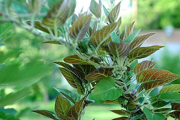 món ăn từ lá mơ