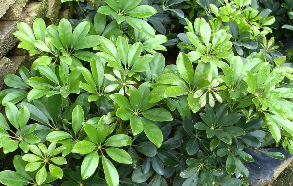 một số bài thuốc từ ngũ gia bì