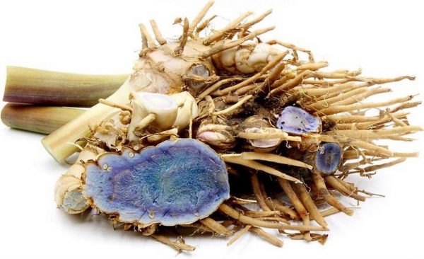 Bất ngờ với 18+ tác dụng của nghệ đen đối với sức khỏe