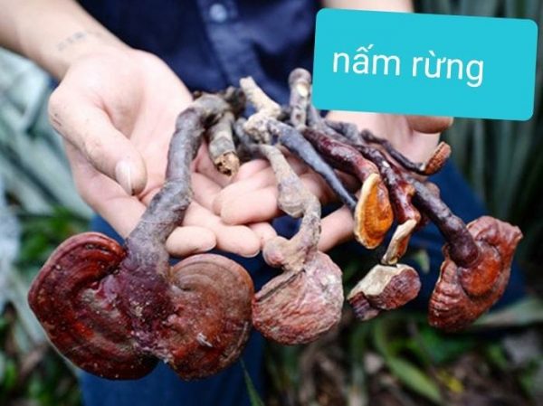 Phân biệt nấm lim xanh rùng và nấm lim xanh trồng