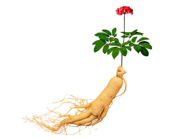 phân loại nhân sâm