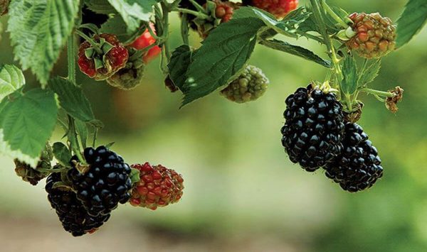 Quả mâm xôi và 12 công dụng tốt cho sức khỏe không phải ai cũng biết