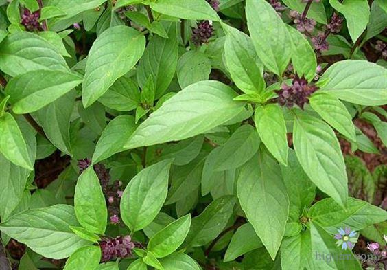 Loại bỏ khí hư ra nhiều ngứa ngáy bằng lá húng quế