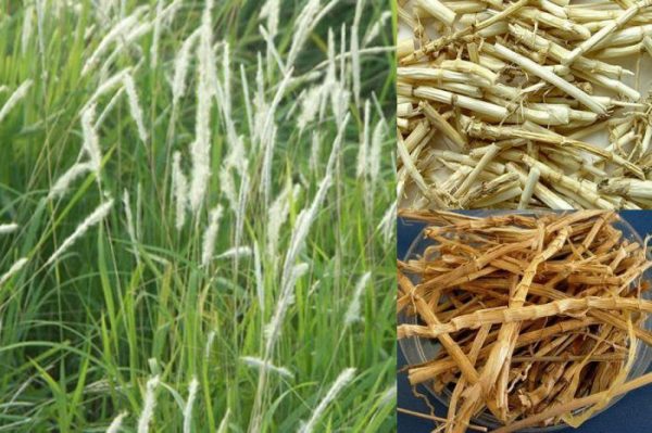 Chữa ra khí hư có màu nâu đỏ bằng các bài thuốc dân gian