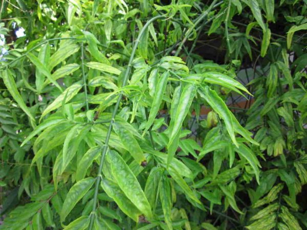 tác dụng cây bìm bịp