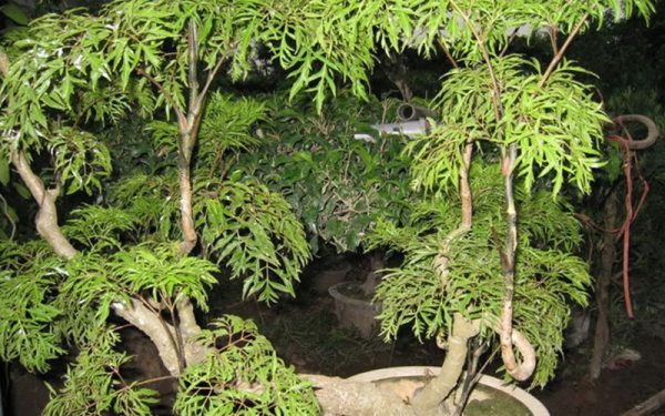 tác dụng của cây đinh lăng