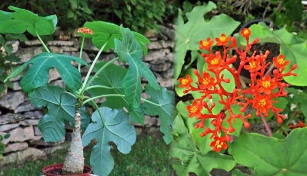 tác dụng của cây ngô đồng