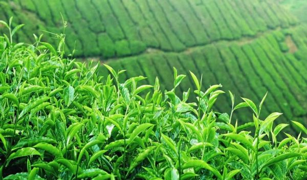 tác dụng của lá trà xanh