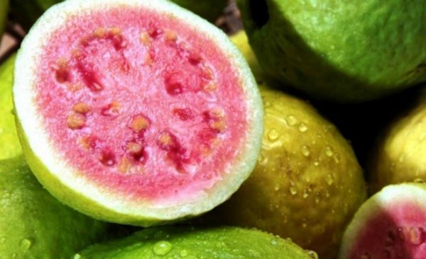 Tác dụng của ổi