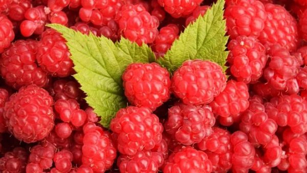 tác dụng của phúc bồn tử đối với sức khỏe