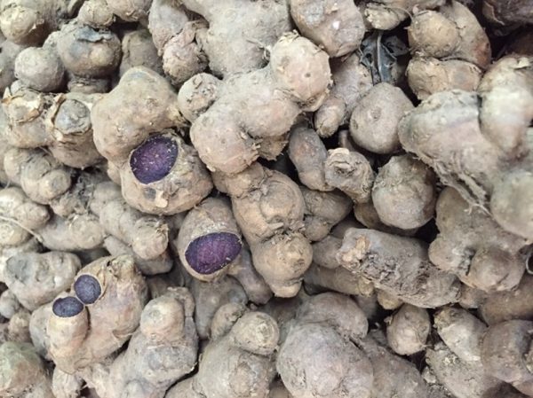 tác dụng của nghệ đen