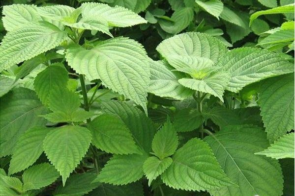 thế nào là kinh giới