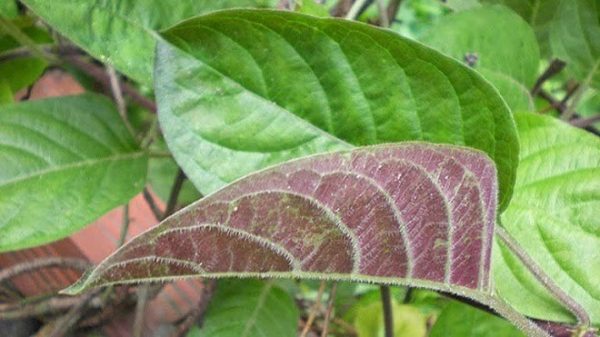 thế nào là lá mơ