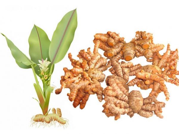 thông tin về nghệ vàng