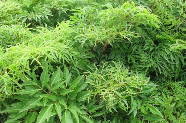 tìm hiểu chung về cây đinh lăng