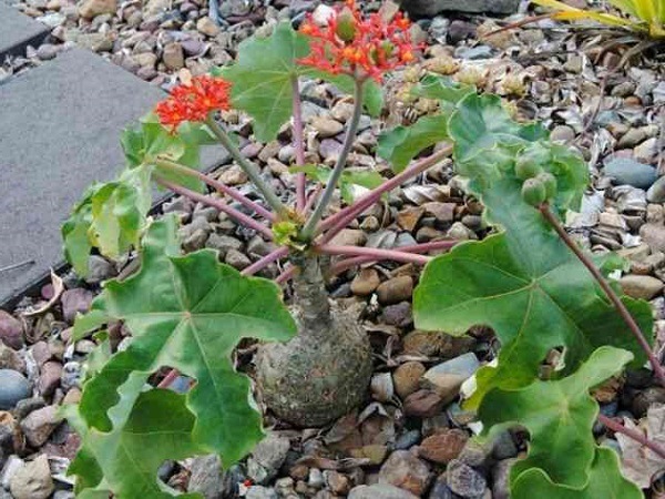 tìm hiểu về cây ngô đồng