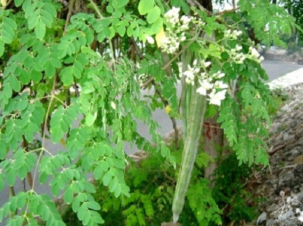 vị thuốc cây chùm ngây