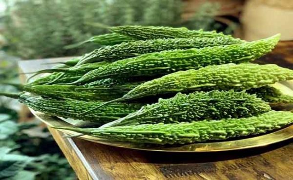 vị thuốc khổ qua rừng