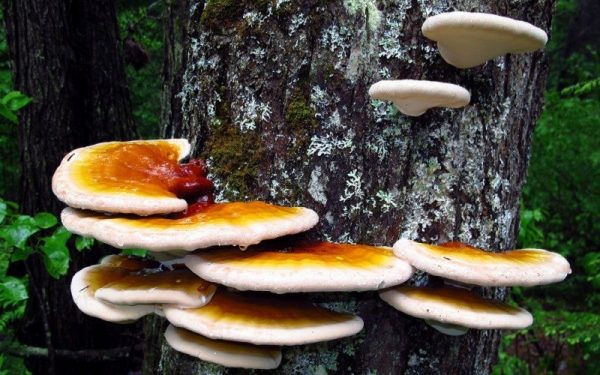 Vị thuốc nấm lim xanh