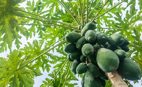 Cách phá thai bằng đu đủ xanh: Bật mí cách sử dụng hiệu quả