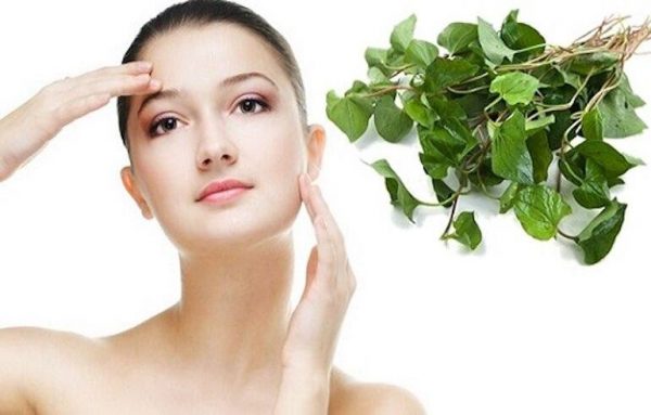 Trị mụn viêm bằng rau diếp cá