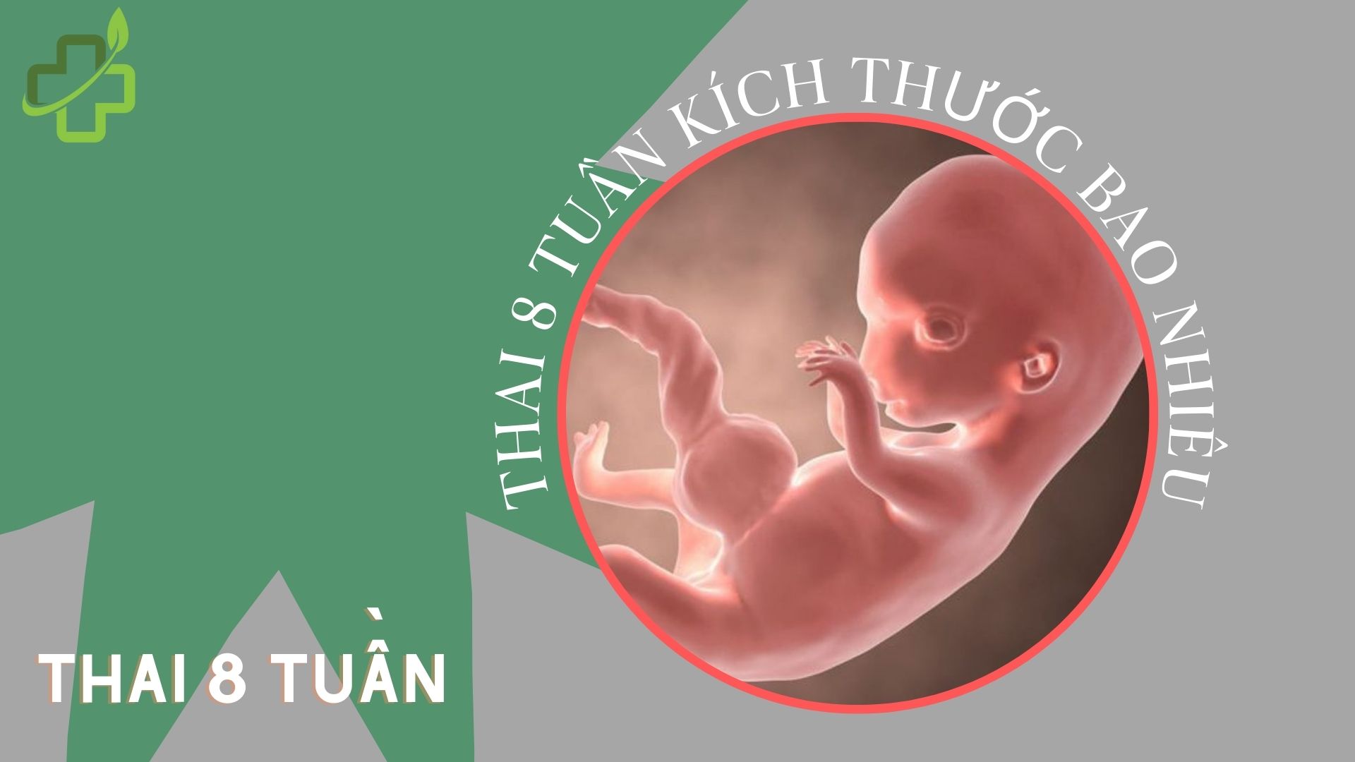 [Chuyên gia giải đáp] Thai 8 tuần kích thước bao nhiêu, đã máy chưa?