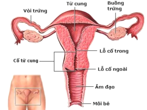 vị trí buồng trứng nằm ở đâu
