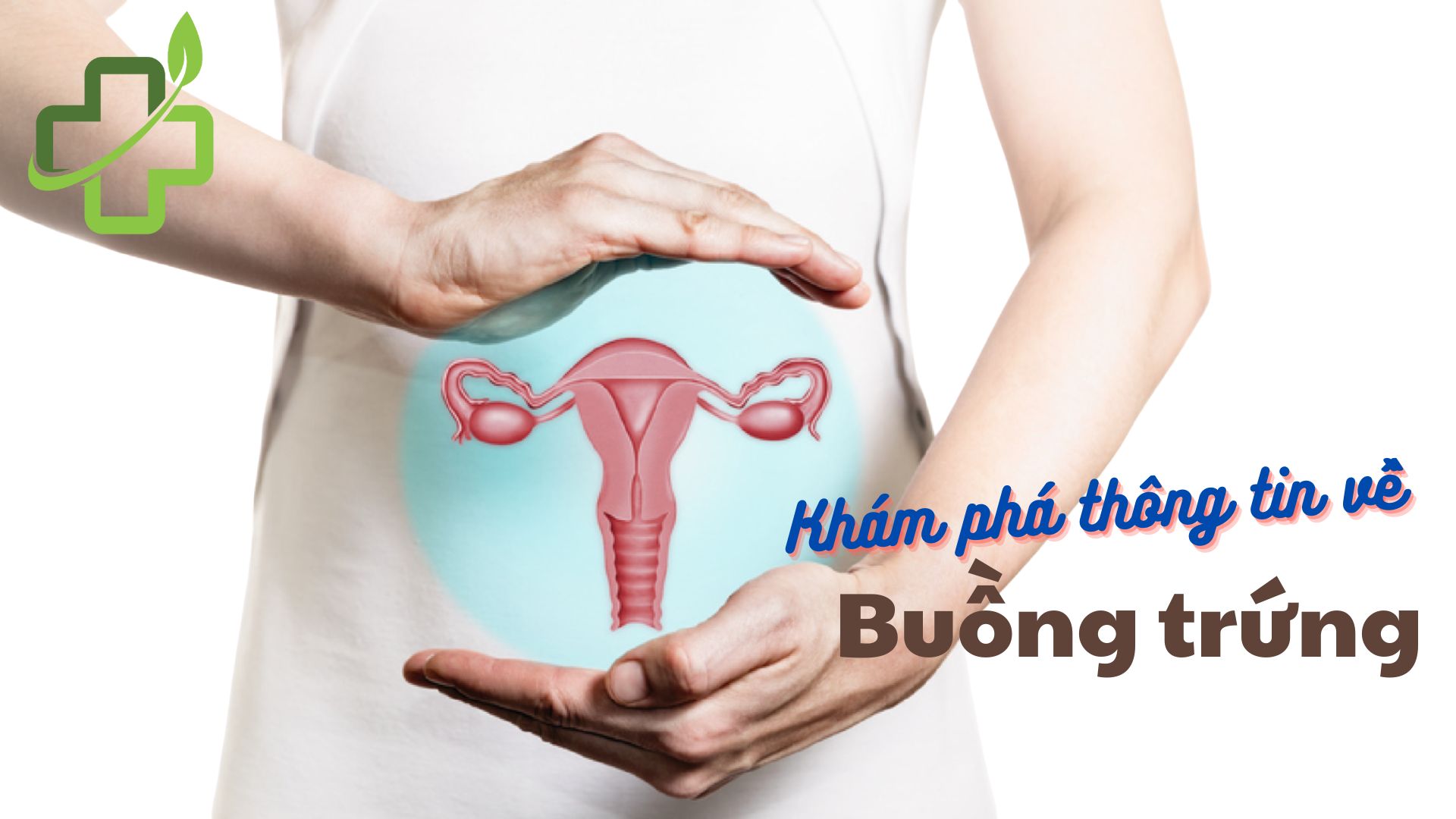 [Giải đáp] Buồng trứng phụ nữ nằm ở đâu trên cơ thể?