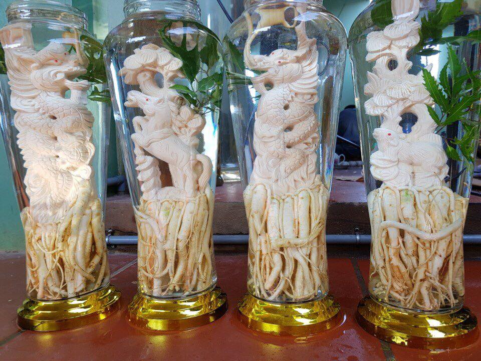 Uổng rượu đinh lăng có tác dụng gì